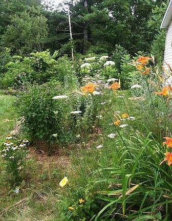 Summer 2016, E side of house