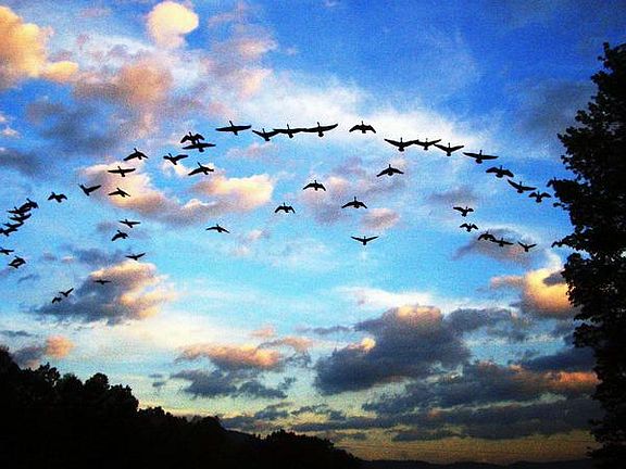 Geese heading home for the night