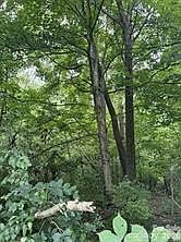 1st image of 0 Bishop Ln