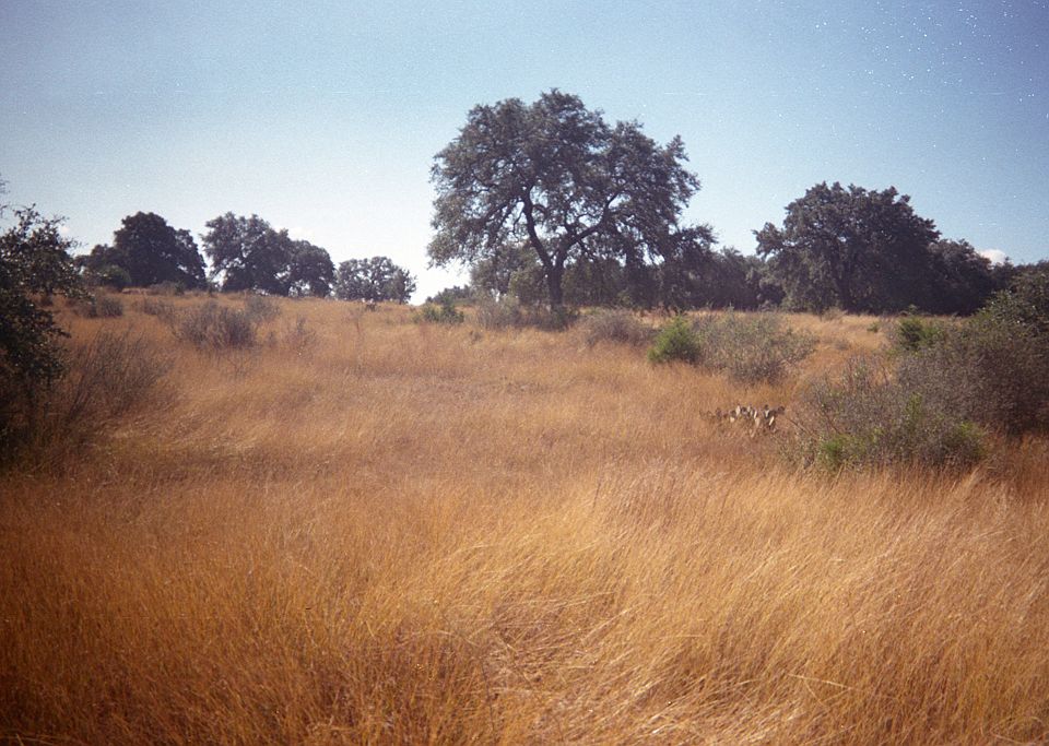 2nd image of Lot 45 Cross Oak