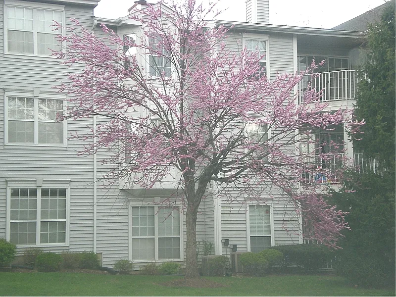 91 Rachel Ct #4510 photo 1
