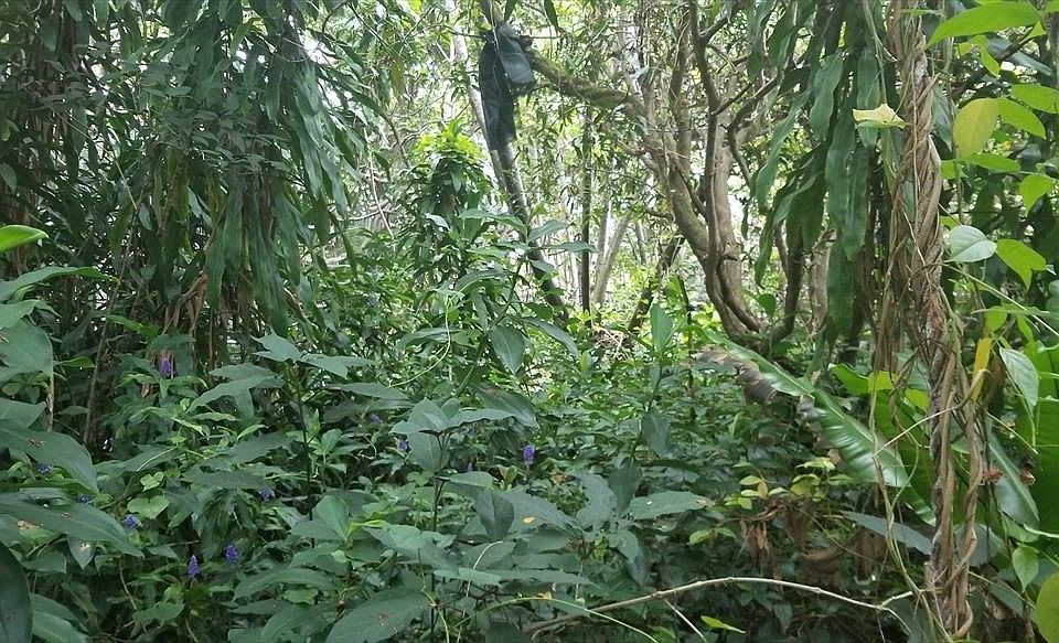 1st image of Kipuka St