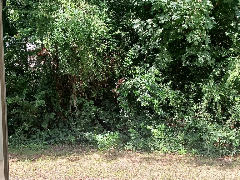 Back Patio