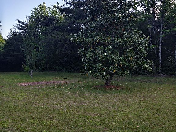 Beautiful Magnolia tree