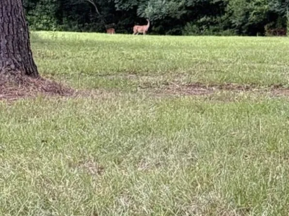22 Tbd La Hwy, Springfield, LA 70462