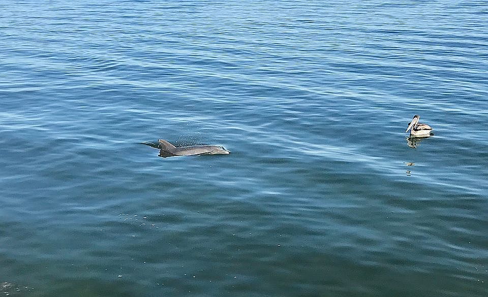 Dolphin playing in canal.