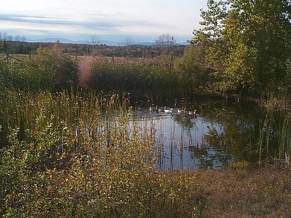 pond with geese