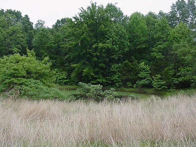1st image of Buffalo Pike