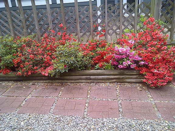 Azaleas at front deck