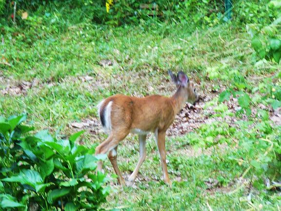 fawn in back garden