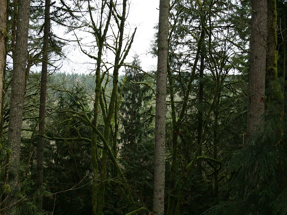 Top trees for view of valley