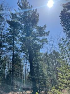 Miller Creek Rd, Hillman, MI, 49746