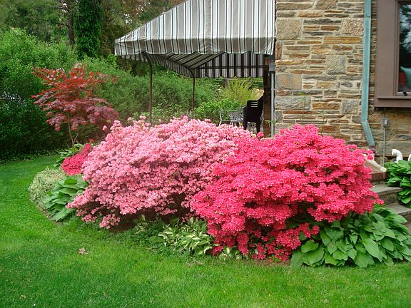 BEAUTIFUL SPRING AZALEAS!!!