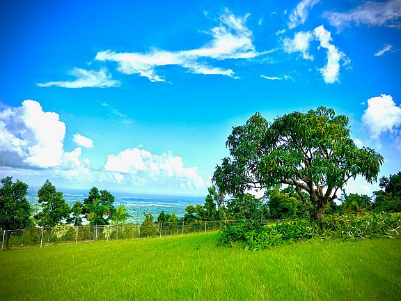 House on a square acre of lawn & an Avocado tree.