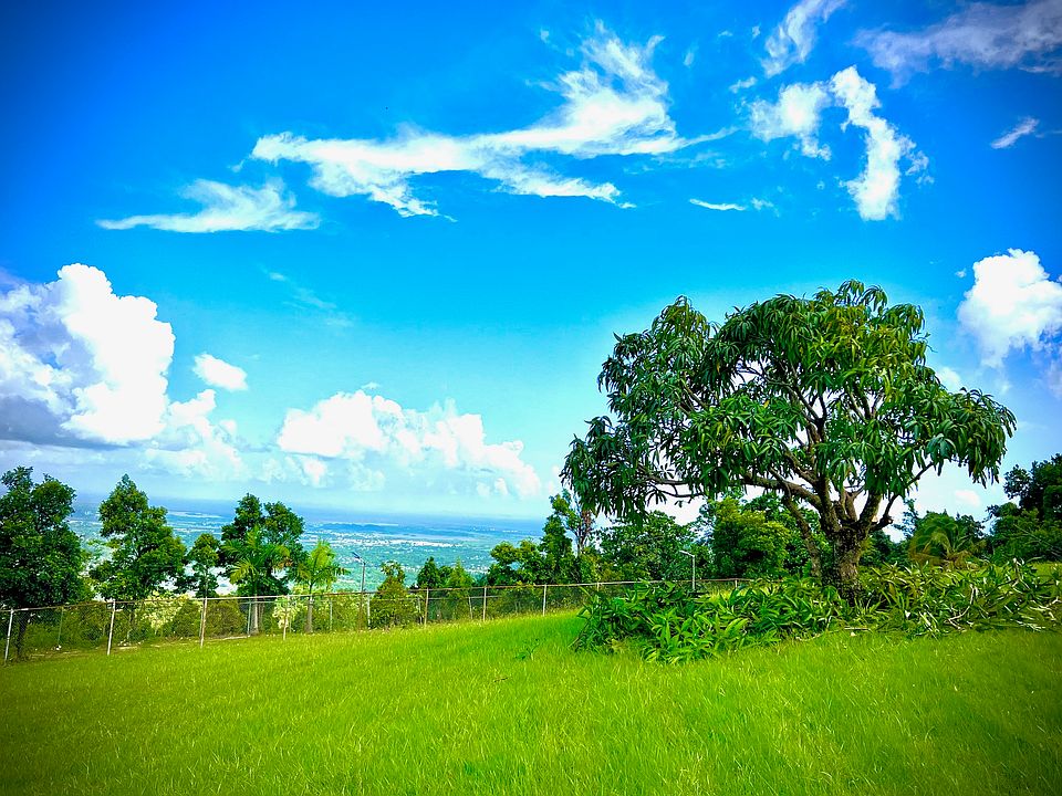 House on a square acre of lawn & an Avocado tree.