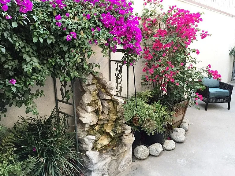 rear patio garden