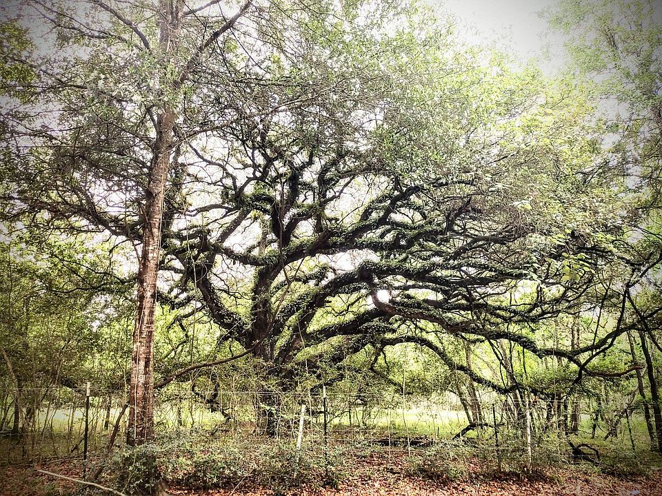 2nd image of 7880 Brazos River Rd Lot 384-16