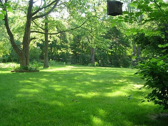 Backyard view