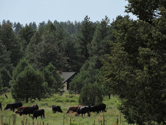 House Nestled In Pines
