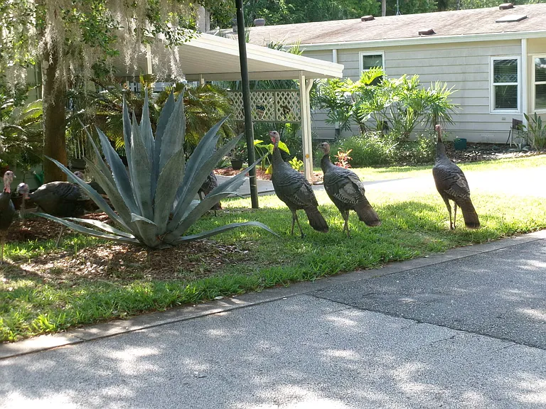 4 Gentle Ben Path #217 — Photo 24