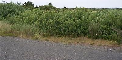 1st image of 1356 E Ocean Shores Blvd SW