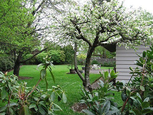 large cedar fenced yard