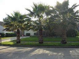 palm trees in the front of the house