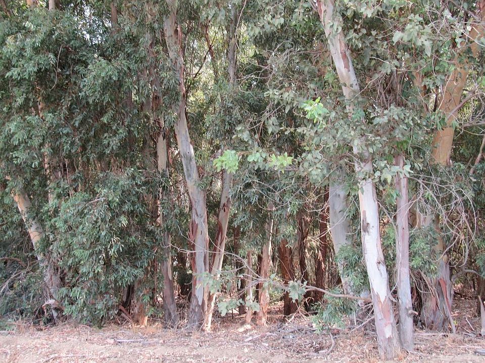 2nd image of 7426 Eucalyptus Rd