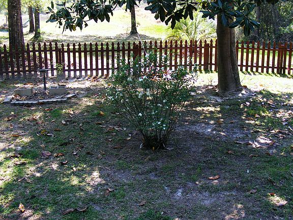 New fence front yard