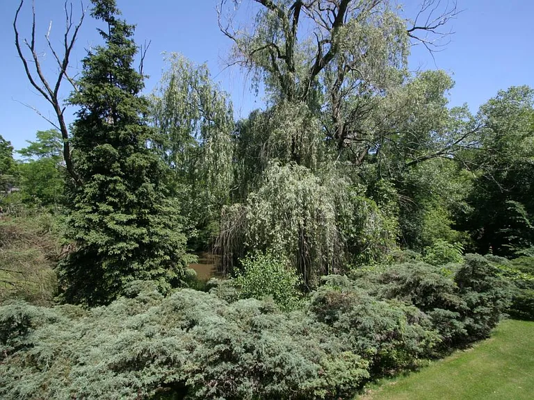 Balcony View in Summer