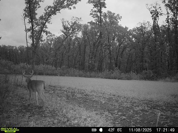 5th image of Ribbon Rd