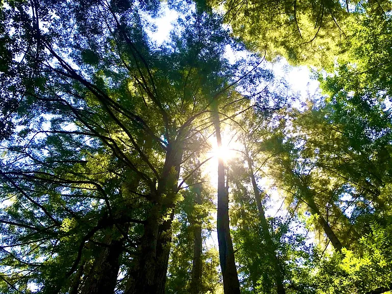 Looking up into redwoods on property