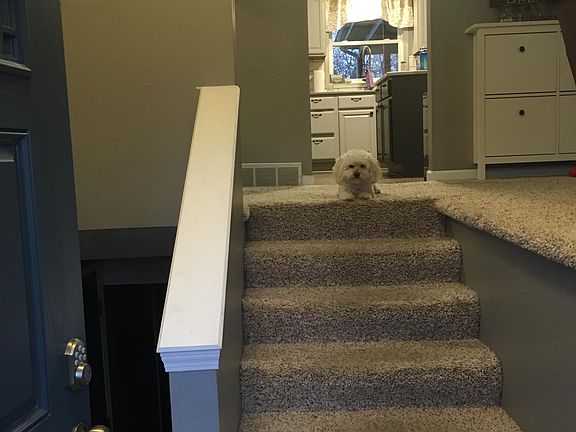 Pup not included!