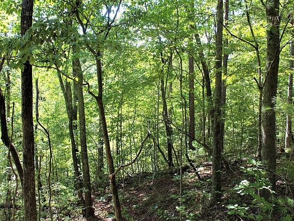 Forested area in the southeast area of the property