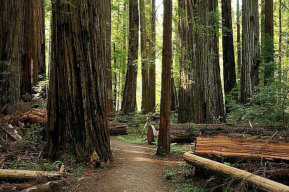 Big Trees State Park