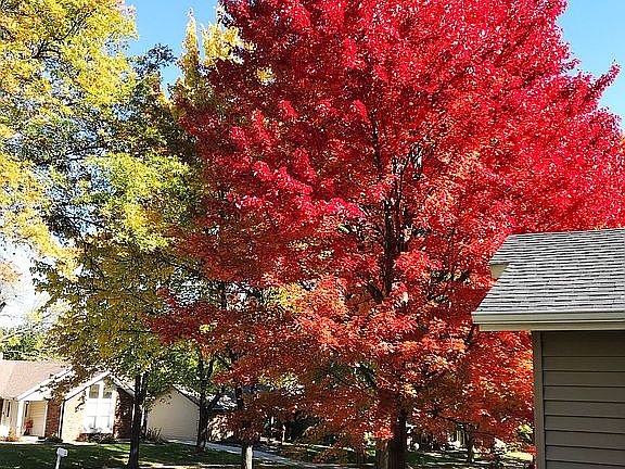 Red Maple in Fall (Front)