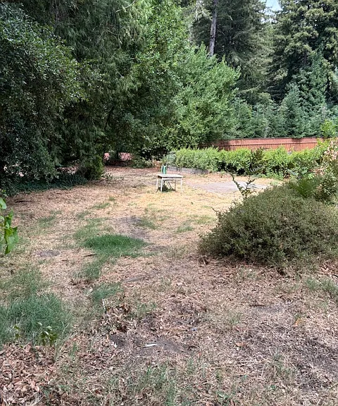 Sunny garden area
