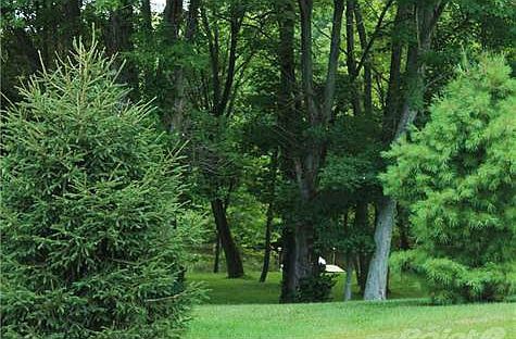 Mature Trees