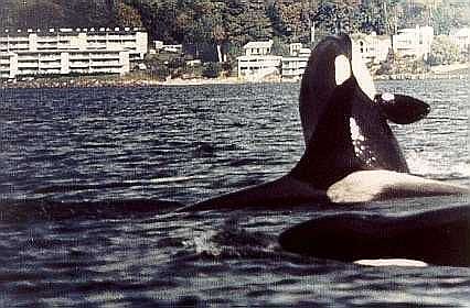 looking back on condo