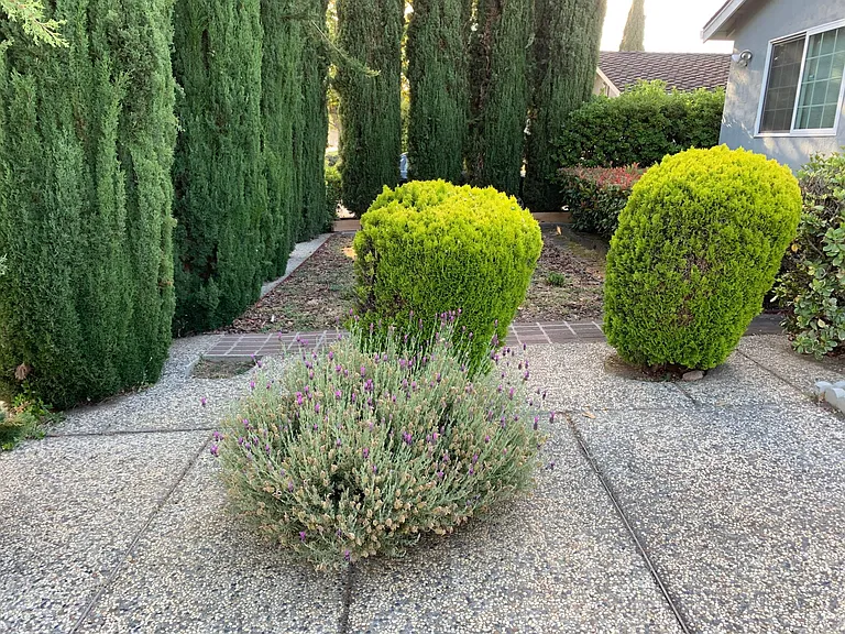 Front yard - semi private with row of cypress trees