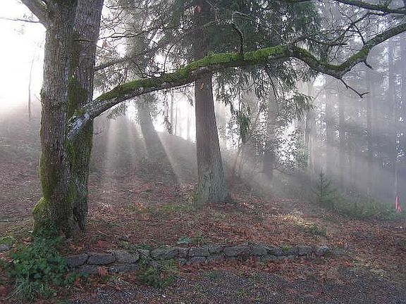 Winter morning view of side yard