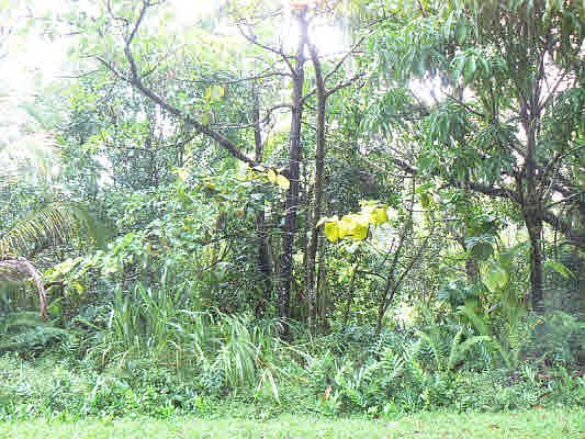 2nd image of Kaihulali St Lot 174