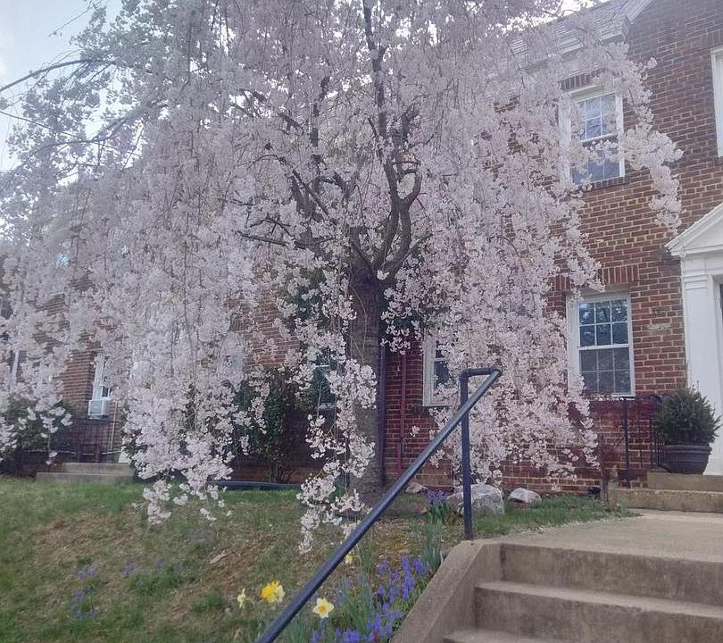 1st image of 2228 40th St NW APT 1