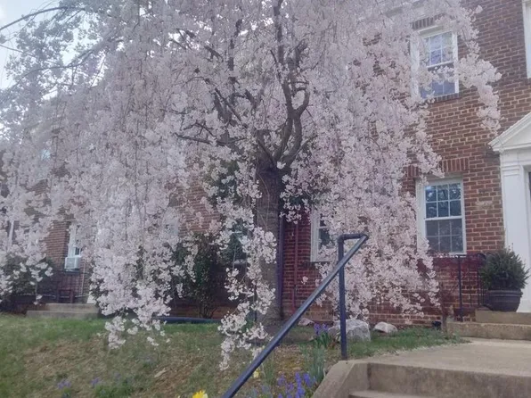 2228 40th St NW APT 1, Washington, DC 20007