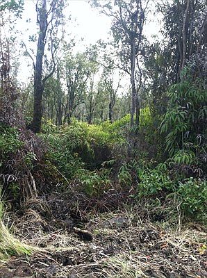 1st image of Ala Naualani Lot 63