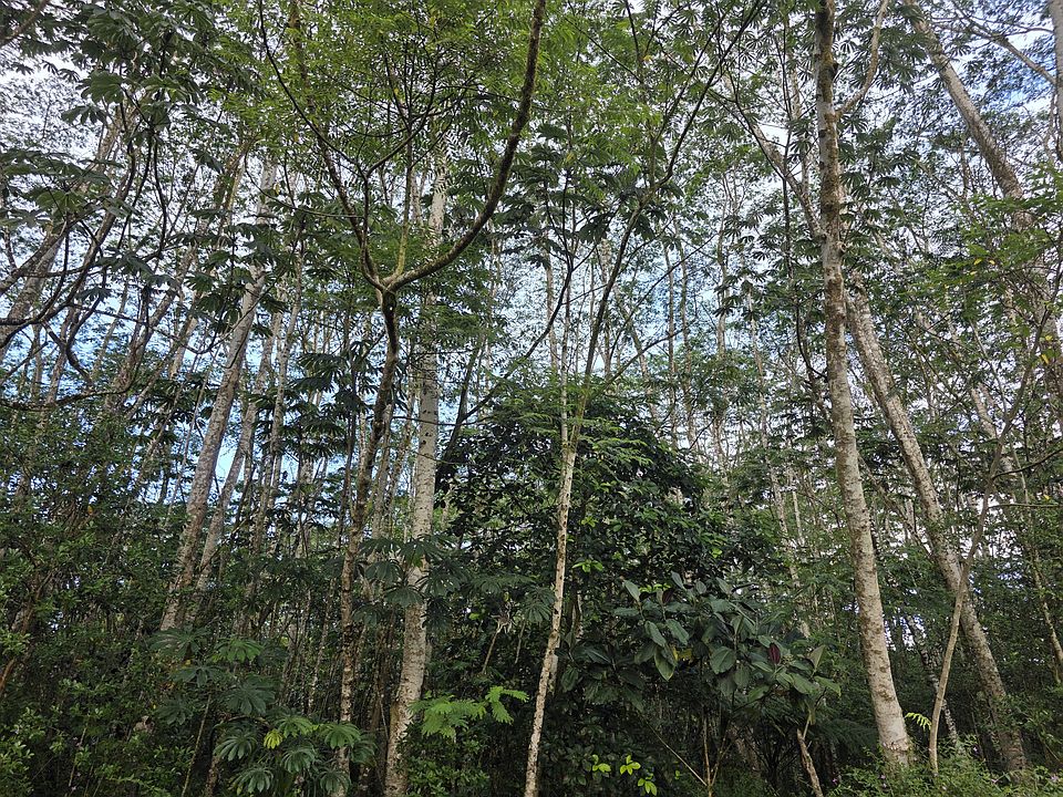 2nd image of Lehua Cir Lot 404