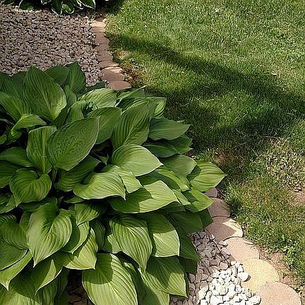 Back yard landscaping 