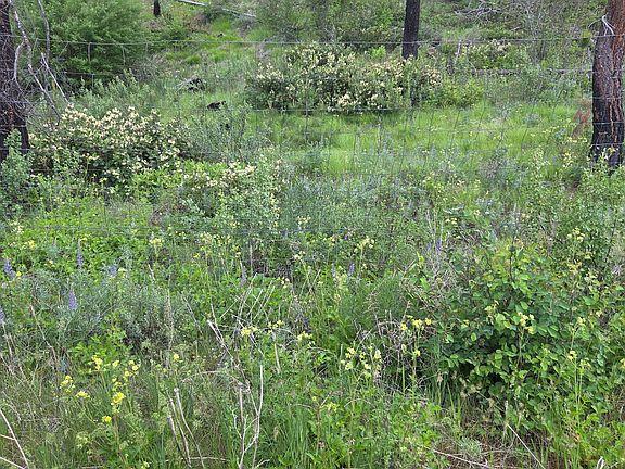 5th image of Gold Creek Rd
