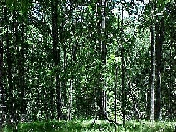 1st image of Palmetto Ct