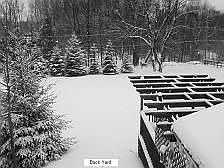 Backyard f/bedrm window